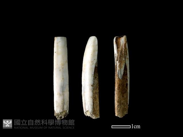 Accession Number:CSCSNS-2019-AB0347 Collection Image