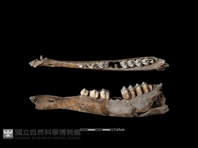 梅花鹿骨藏品圖，第1張