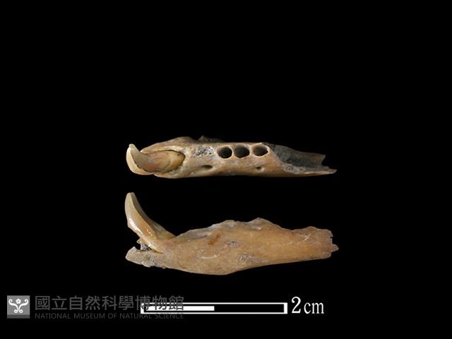 麝香貓骨藏品圖，第1張