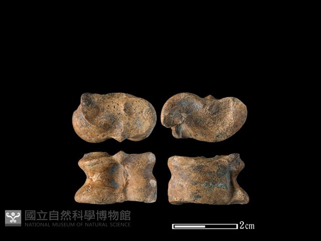 獐骨藏品圖，第1張