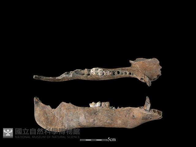 豬骨藏品圖，第1張