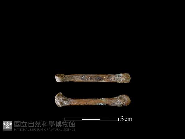 狗骨藏品圖，第1張