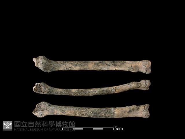 狗骨藏品圖，第1張