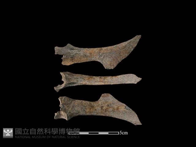 山羌骨藏品圖，第1張