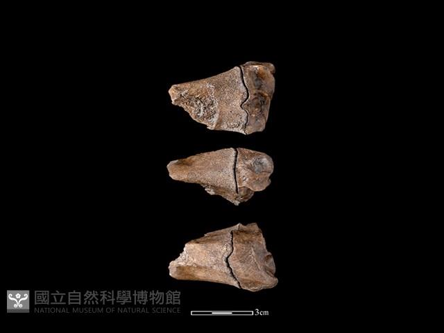 豬骨藏品圖，第1張