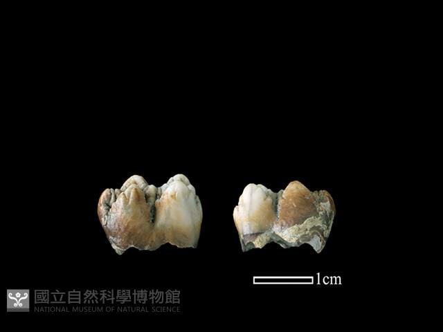 豬骨藏品圖，第1張