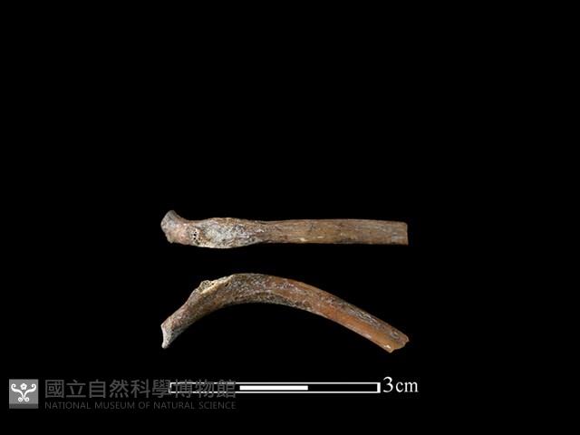 山羌骨藏品圖，第1張