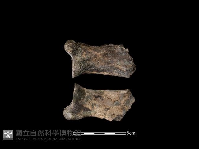 豬骨藏品圖，第1張