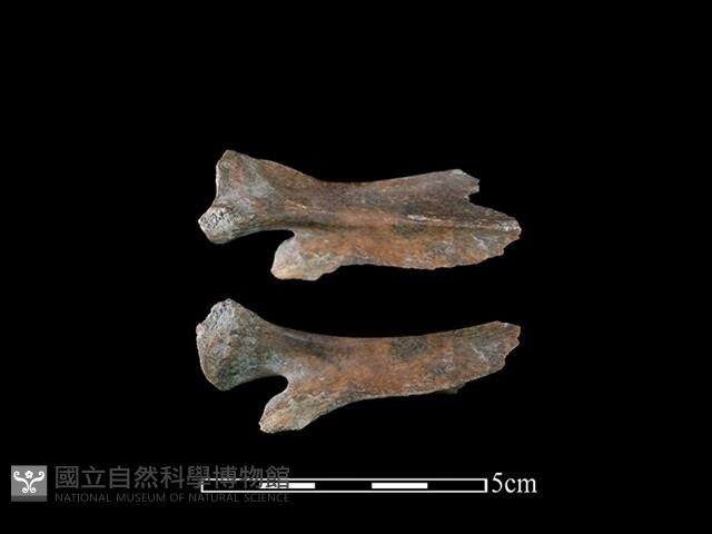 獐骨藏品圖，第1張