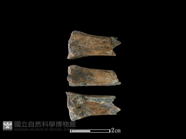 山羌骨藏品圖，第1張