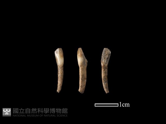 梅花鹿骨藏品圖，第1張