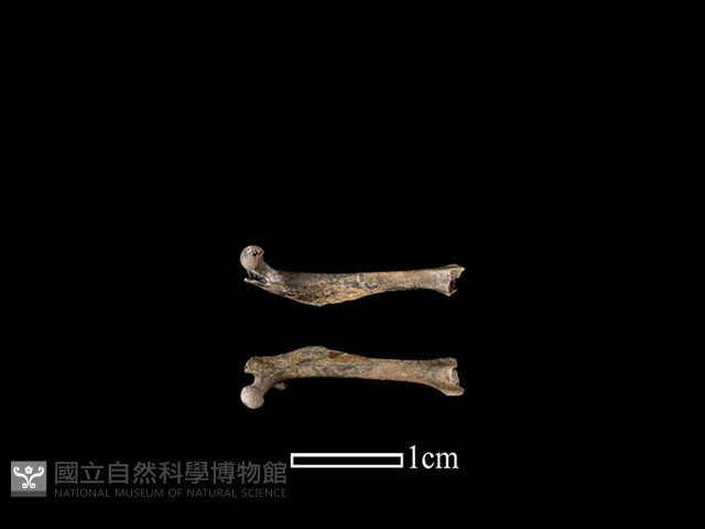 田鼠亞科骨藏品圖，第1張
