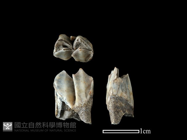山羌骨藏品圖，第1張