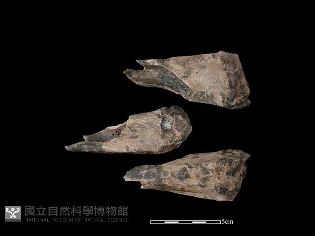 梅花鹿骨藏品圖，第1張