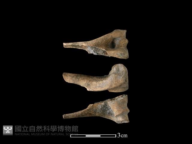 山羌骨藏品圖，第1張