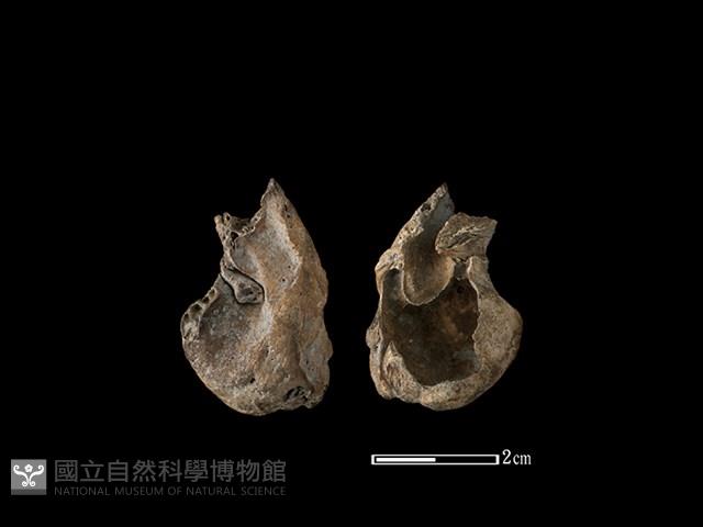 梅花鹿骨藏品圖，第1張