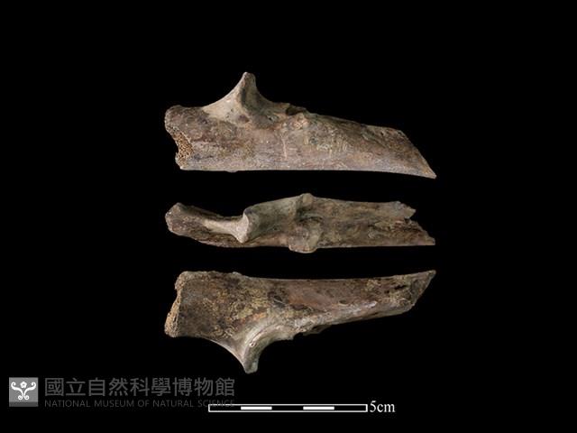 豬骨藏品圖，第1張