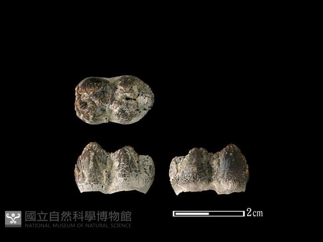 豬骨藏品圖，第1張