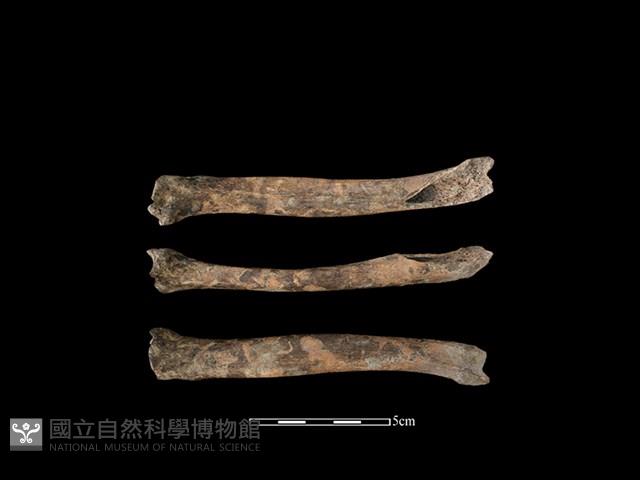 獐骨藏品圖，第1張