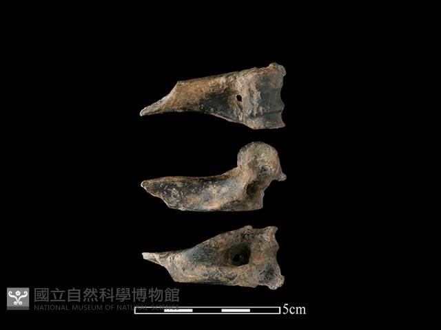 獐骨藏品圖，第1張