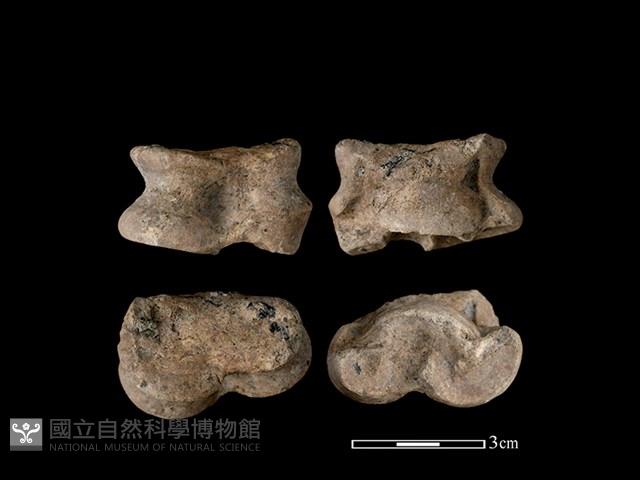 Accession Number:CSCSNS-2019-AB0505 Collection Image