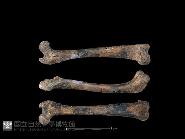 狗骨藏品圖，第1張