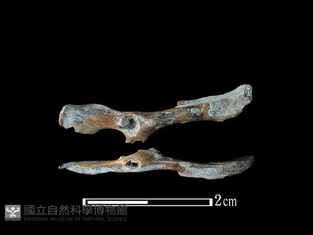 小黃腹鼠骨藏品圖，第1張