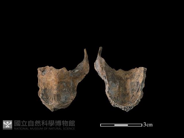 山羌骨藏品圖，第1張