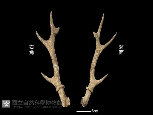 梅花鹿骨藏品圖，第1張