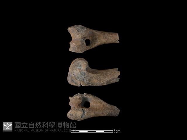 豬骨藏品圖，第1張