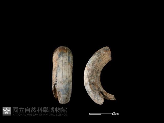 豬骨藏品圖，第1張