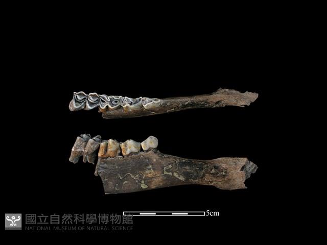 梅花鹿骨藏品圖，第1張