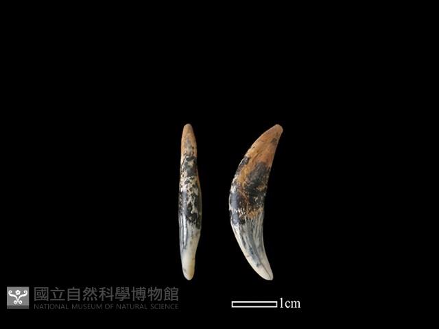 狗骨藏品圖，第1張