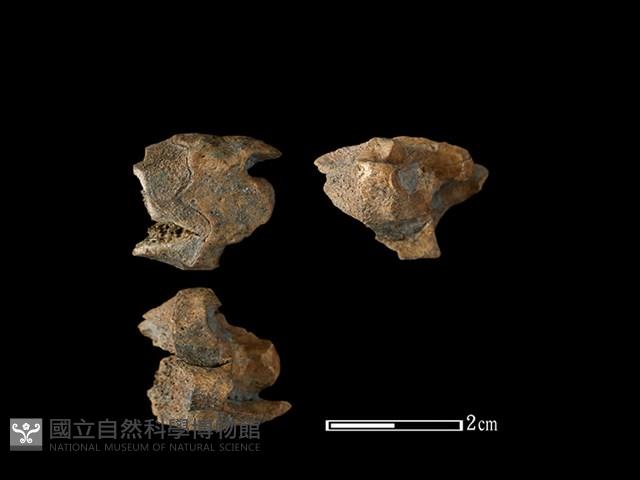 獐骨藏品圖，第1張