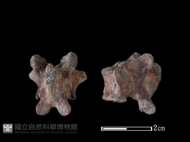 狗骨藏品圖，第1張