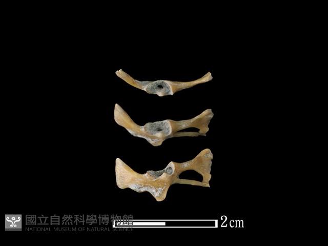 蛙骨藏品圖，第1張