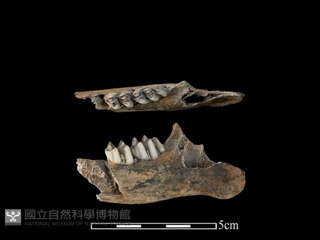 山羌骨藏品圖，第1張