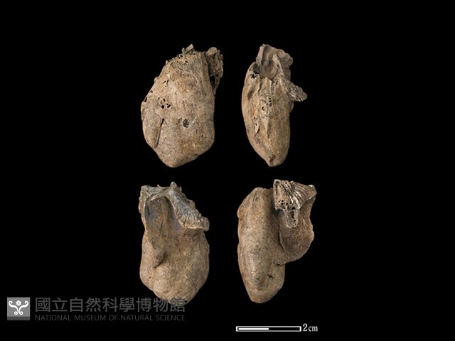 豬骨藏品圖，第1張