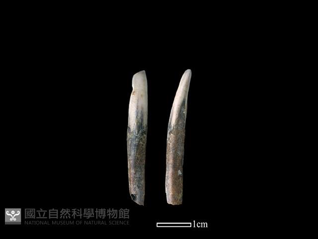 豬骨藏品圖，第1張