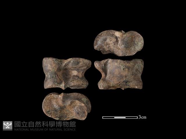 梅花鹿骨藏品圖，第1張