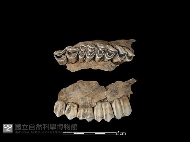 梅花鹿骨藏品圖，第1張