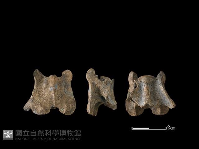 狗骨藏品圖，第1張