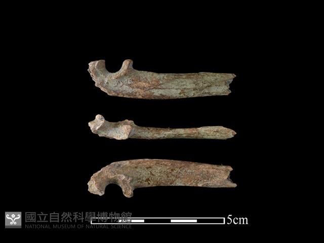 石虎骨藏品圖，第1張