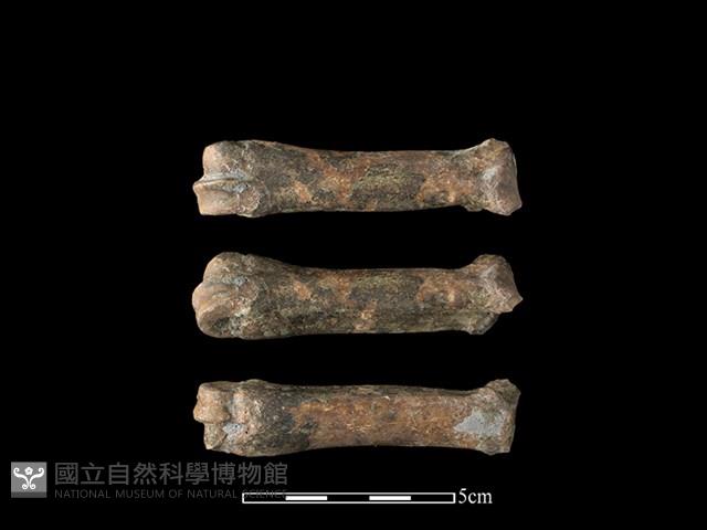 豬骨藏品圖，第1張