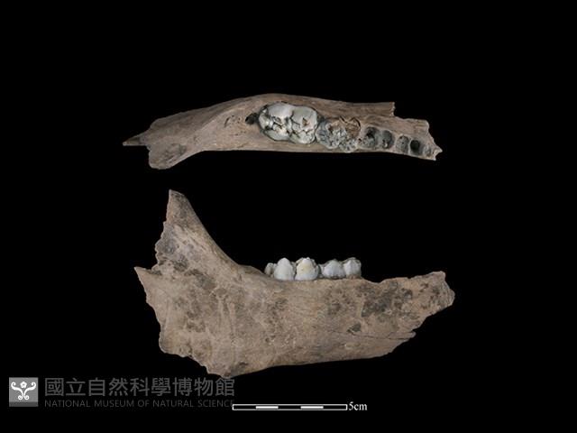 豬骨藏品圖，第1張