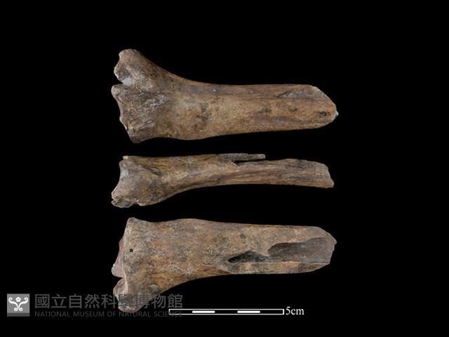 Accession Number:CSCSNS-2019-AB0675 Collection Image