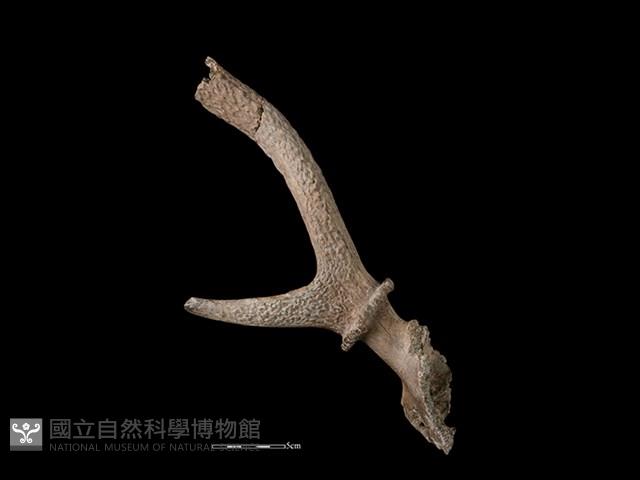 Accession Number:CSCSNS-2019-AB0575 Collection Image, Figure 1, Total 2 Figures