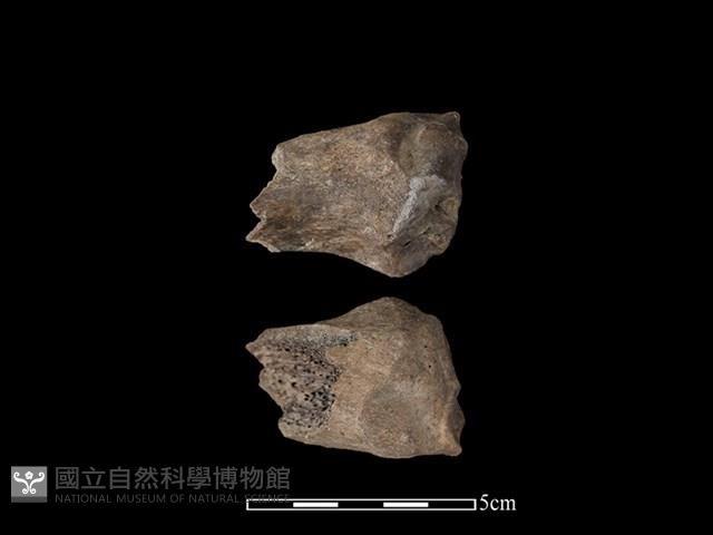 豬骨藏品圖，第1張