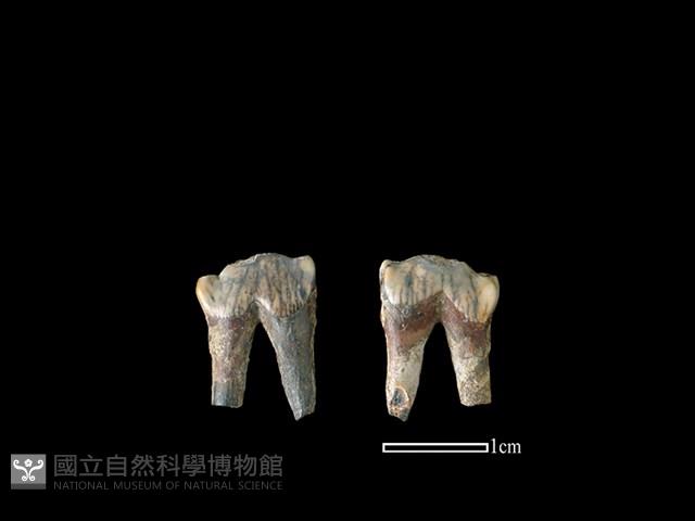 豬骨藏品圖，第1張