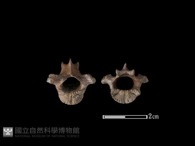 狗獾骨藏品圖，第1張